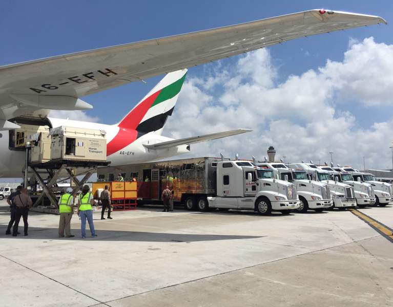 emirates skycargo transporte caballos miami
