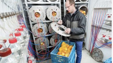 Así es como Maersk planea evitar él desperdicio de alimentos con tecnología 36 C43A525F 1154 414C 8648 BB1A323EF68B